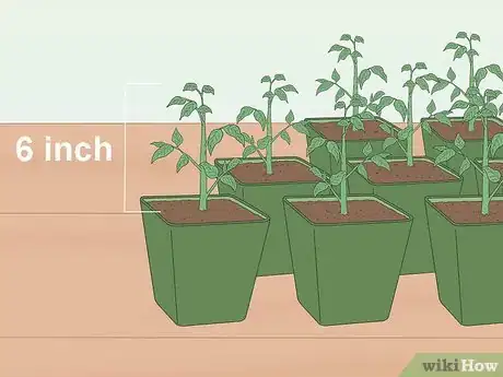 Image titled Grow Tomatoes from Seeds Step 17