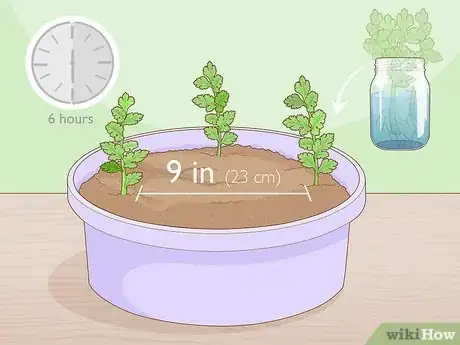 Image titled Grow Parsley from Cuttings Step 10