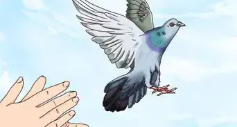 Take Care of a Lost Pigeon