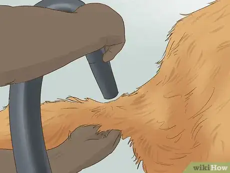 Image titled Blow Dry a Dog Step 13