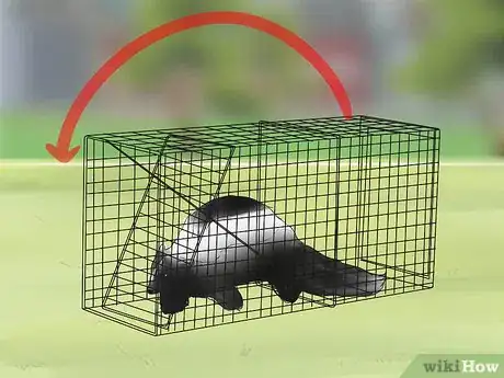 Image titled Approach and Release a Skunk from a Live Trap Step 8