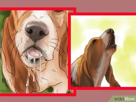 Image titled Identify a Basset Hound Step 12