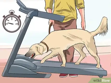 Image titled Get a Dog to Use a Treadmill Step 5