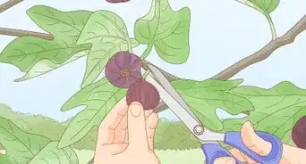 Grow Figs