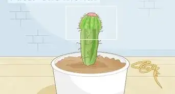 Propagate a Cactus