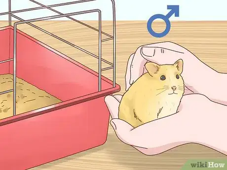 Image titled Care for Hamster Babies Step 6