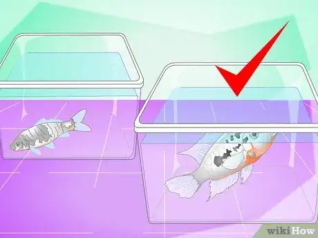 Image titled Set up a Cichlid Tank Step 12