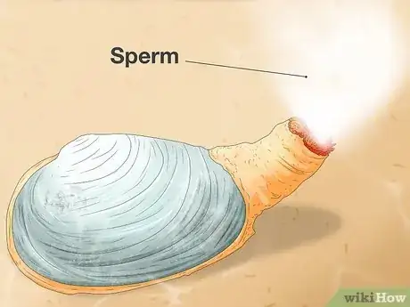 Image titled Clam vs Scallop Step 9