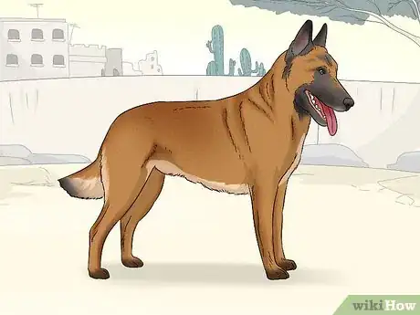 Image titled Identify a Belgian Malinois Step 7