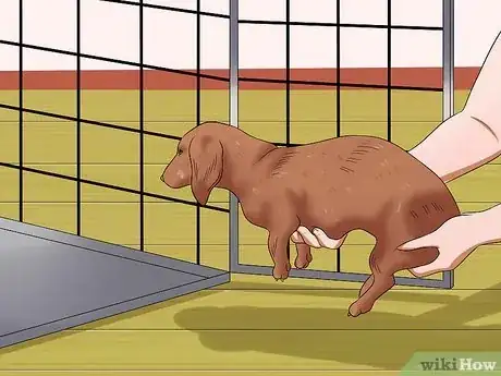 Image titled Diagnose Back Problems in Dachshunds Step 10