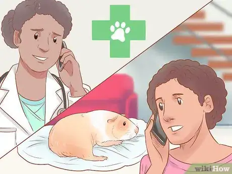 Image titled Diagnose and Treat Urinary Problems in Guinea Pigs Step 9