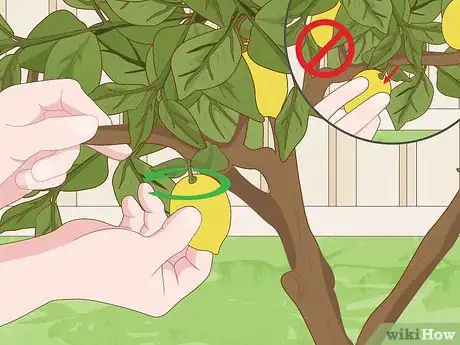 Image titled Care for a Lemon Tree Step 12