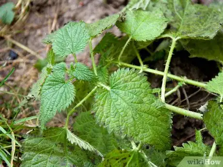 Image titled Make Nettle Tea Step 1