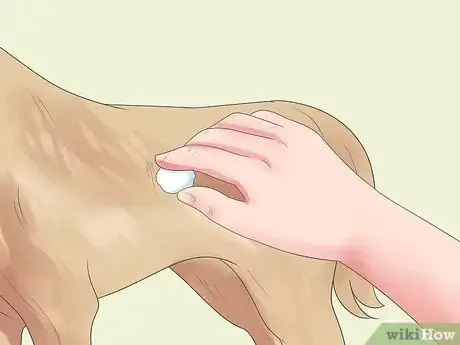 Image titled Treat Dog Bite Wounds on Dogs Step 8