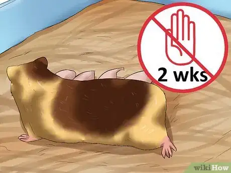 Image titled Care for Newborn Hamsters Step 5