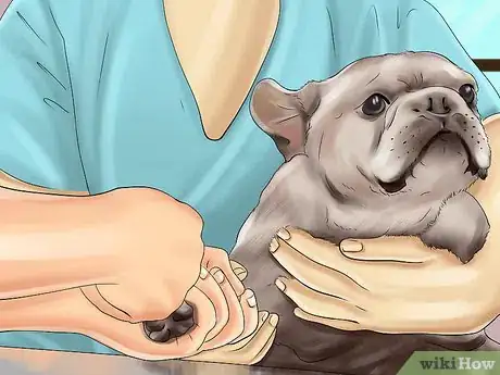 Image titled Breed French Bulldogs Step 8