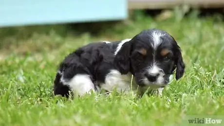 Image titled Groom a Puppy Step 8