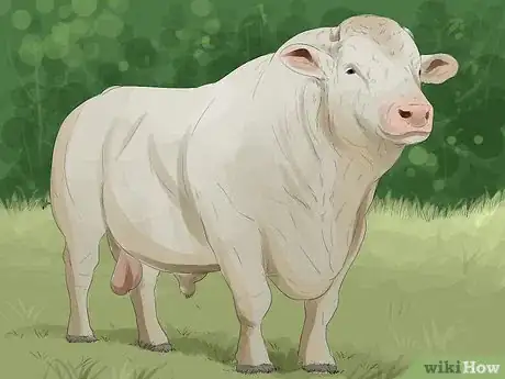 Image titled Identify Charolais Cattle Step 1