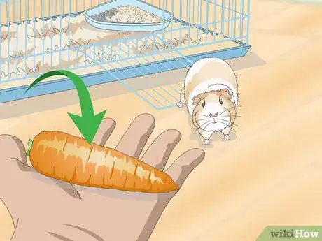 Image titled Catch a Guinea Pig Step 2