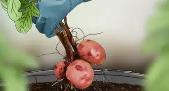 Grow Red Potatoes