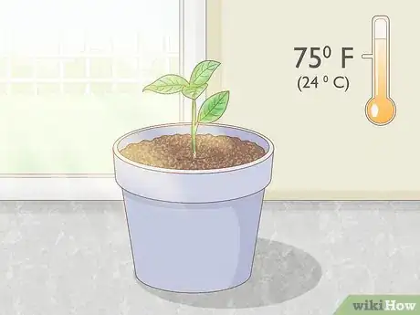 Image titled Grow Gardenia from Cuttings Step 8