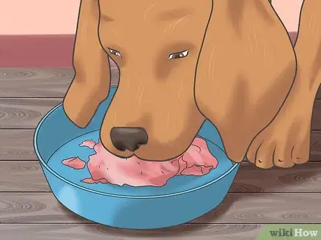 Image titled Treat Liver Failure in Dogs Step 20