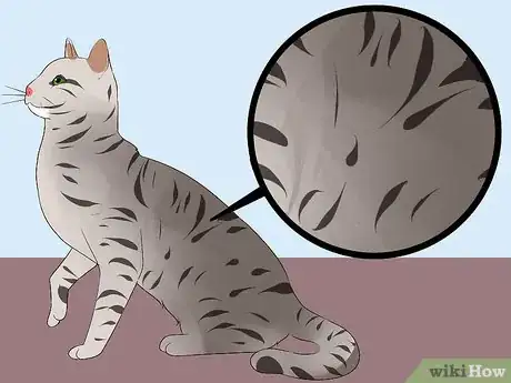 Image titled Identify an Egyptian Mau Step 1