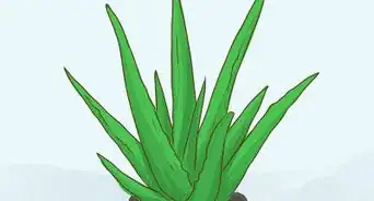 Treat a Sore Throat With Aloe