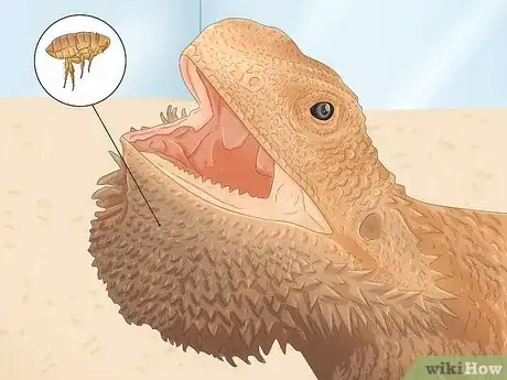 Image titled Give a Lizard a Bath Step 10