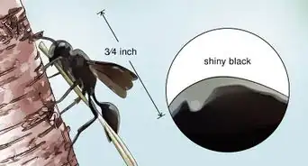 Identify Wasps