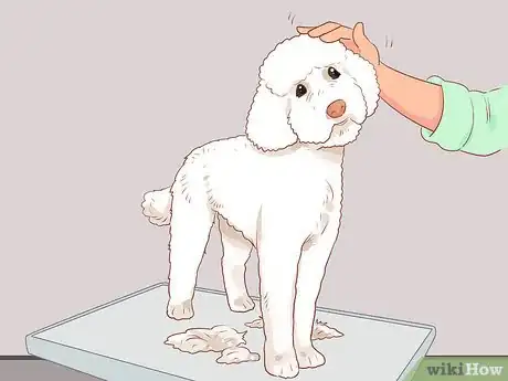 Image titled Full Scissor a Poodle by Hand Step 13