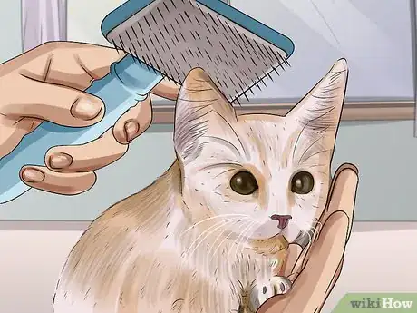 Image titled Clean an Orphaned Kitten Step 10