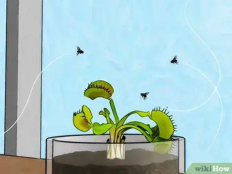 Image titled Grow a Venus Flytrap Step 9