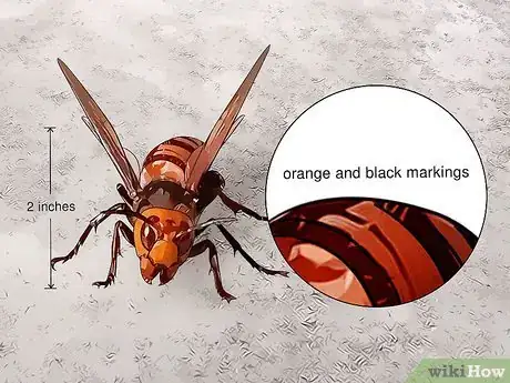 Image titled Identify Wasps Step 8