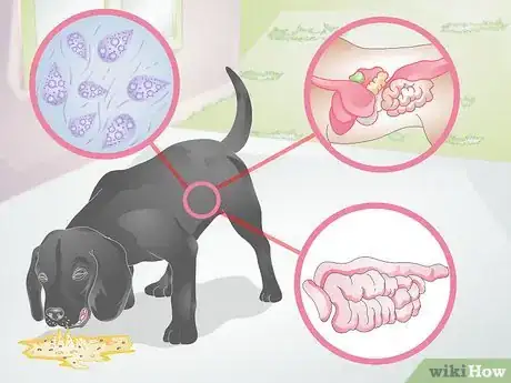 Image titled Diagnose Yellow Foamy Vomit in Dogs Step 6