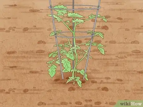 Image titled Stake Tomato Plants Step 13