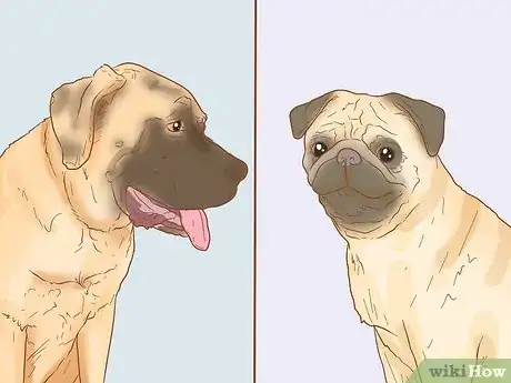 Image titled Identify a Pug Step 18