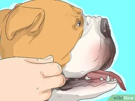 Image titled Treat Respiratory Problems in Bulldogs Step 9