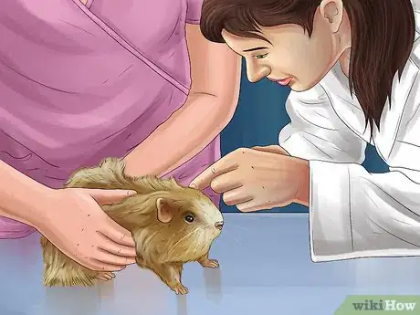 Image titled Diagnose Hamster Respiratory Illnesses Step 11