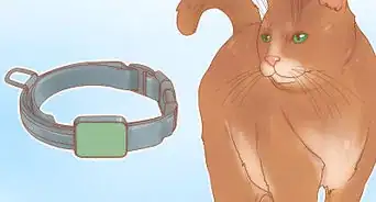 Have Fun with Your Cat