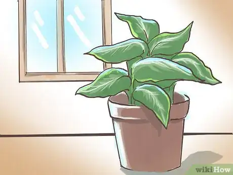 Image titled Revive Malnourished House Plants Step 4