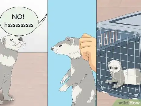 Image titled Train a Ferret Step 10