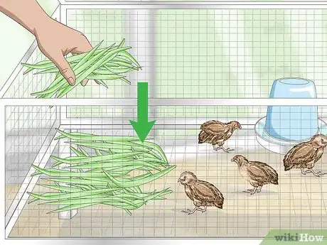 Image titled Breed Quail Step 10