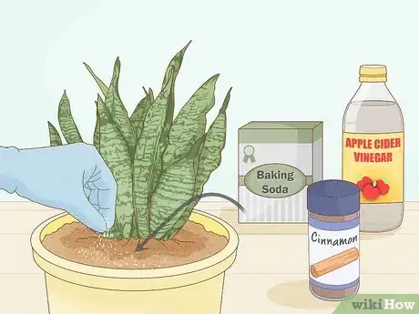 Image titled Get Rid of Mold on Houseplants Step 3