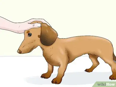 Image titled Identify a Dachshund Step 10