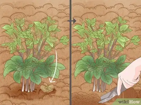 Image titled Propagate Your Plants Step 1