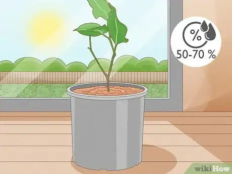 Image titled Grow a Ficus Benjamina Step 15