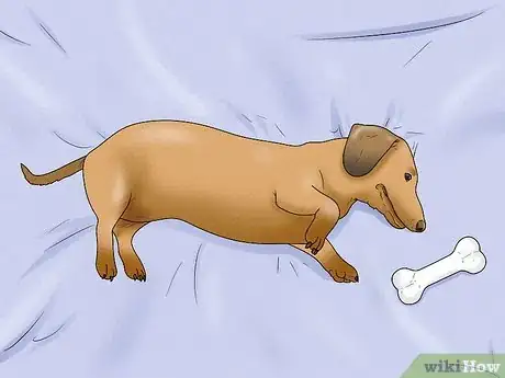 Image titled Identify a Dachshund Step 11