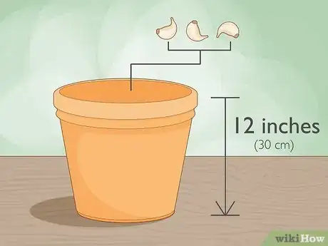 Image titled Grow Garlic Indoors in a Pot Step 1
