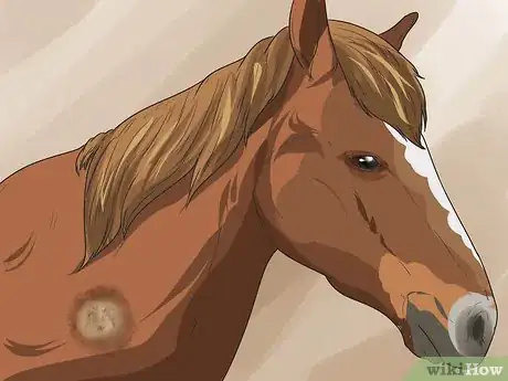 Image titled Treat Ringworm in Horses Step 1